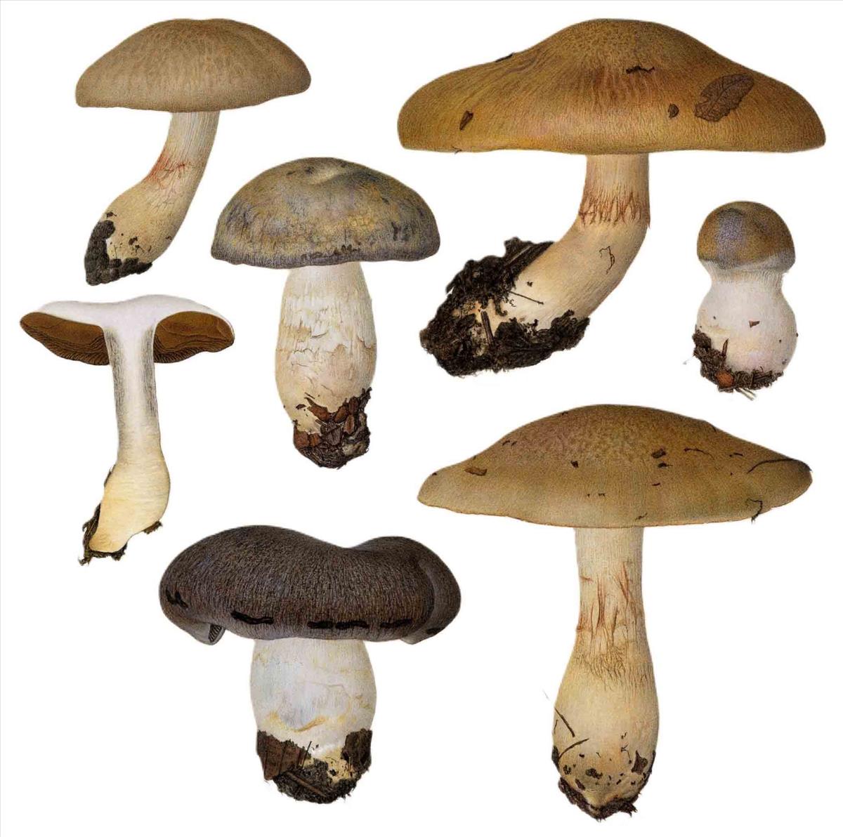 Cortinarius infractus (door Omer Van de Kerckhove)